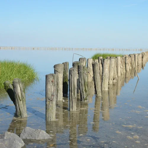 Holzpoller im Wasser